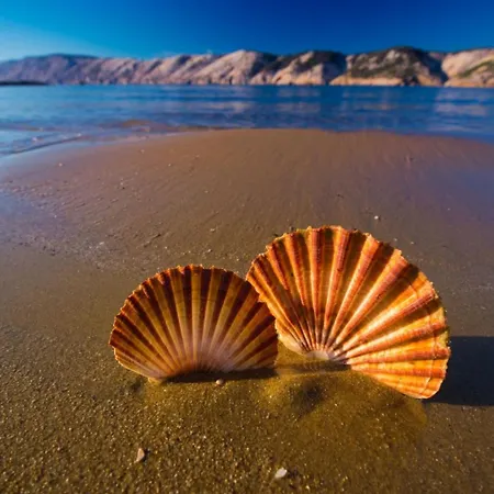 Appartement 696-5 For 6 + 4 Pers. In